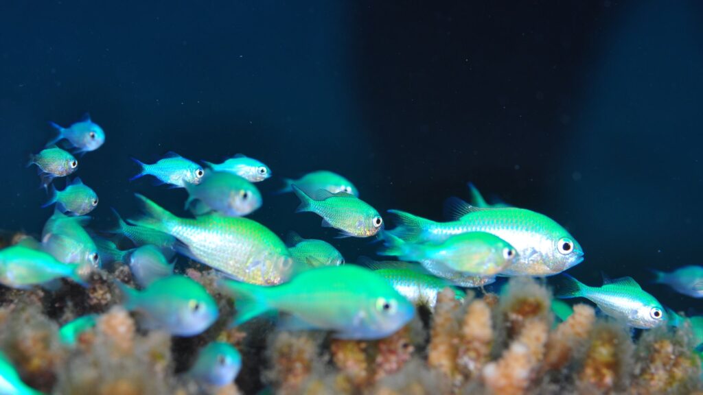 Chromis Shoal