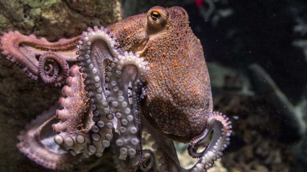 octopus