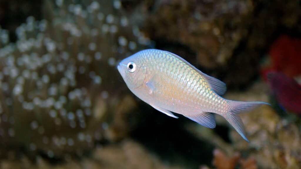 Chromis