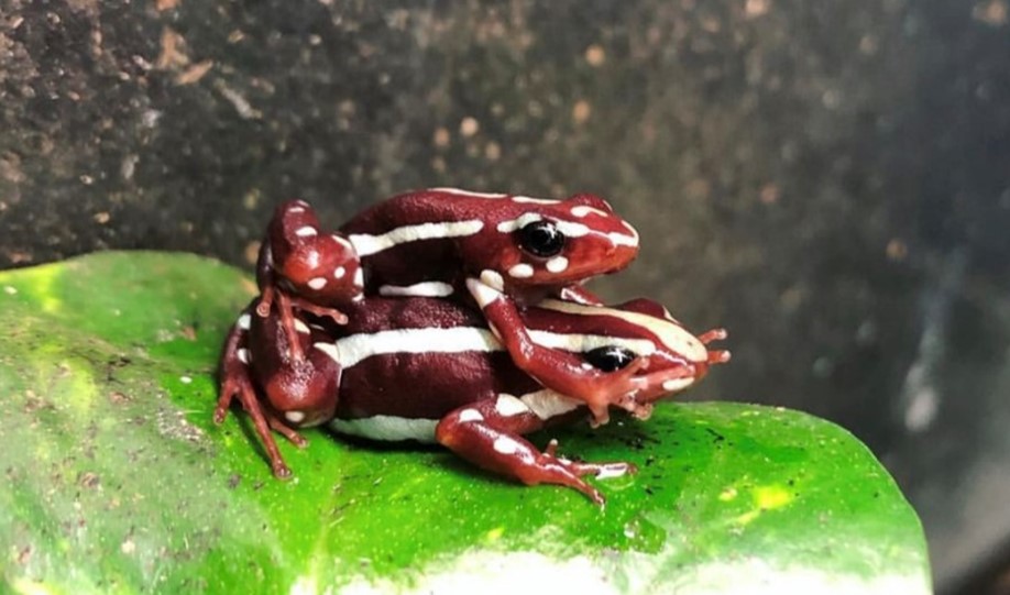 poison arrow frog