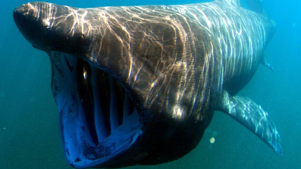 Basking shark