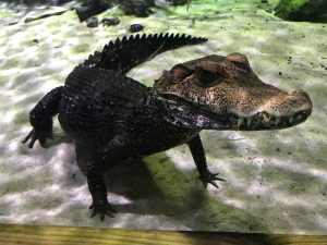 Cuvier's dwarf Caiman picture