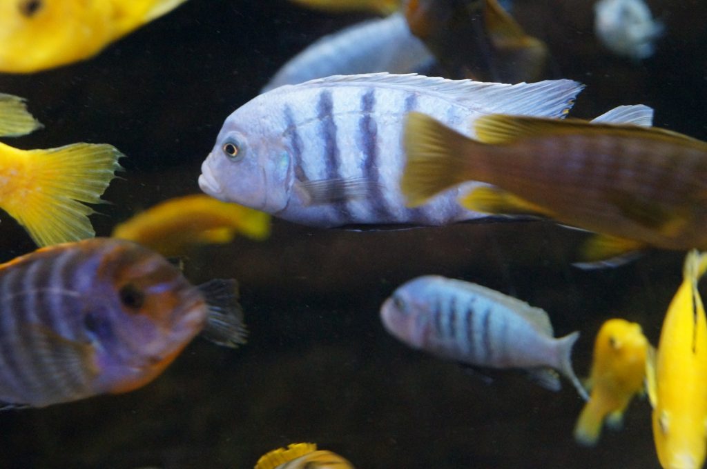 Cichlids in aquarium