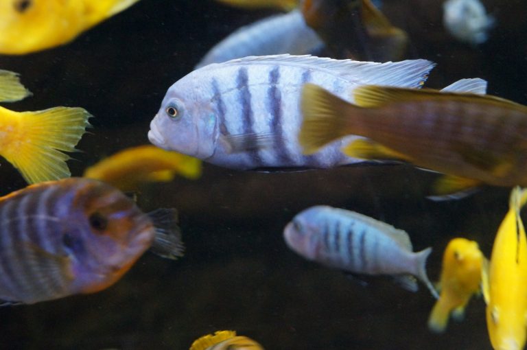 Cichlids