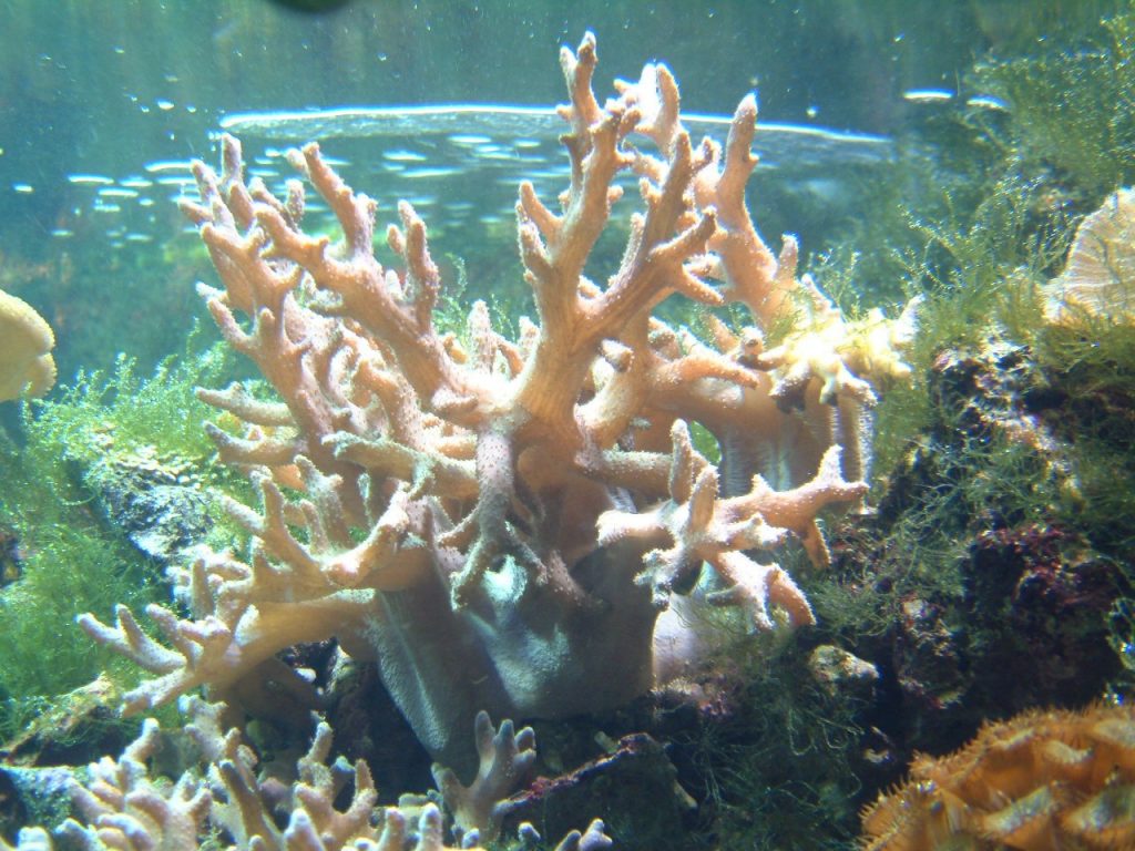 Coral