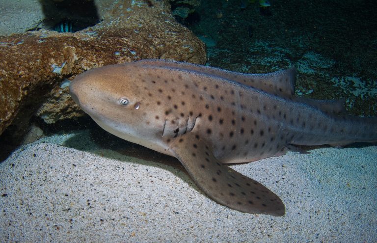 Zebra Shark on exhibit floor