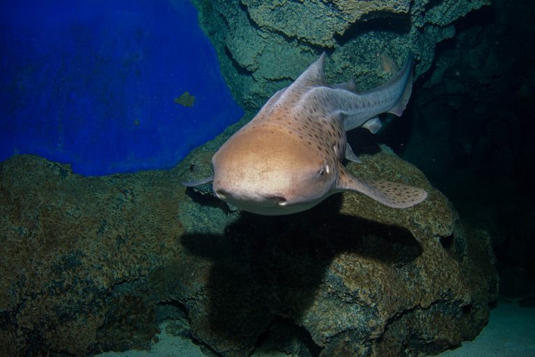 Zebra Shark