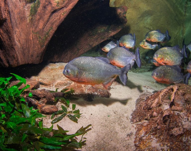 Red-Bellied Piranha