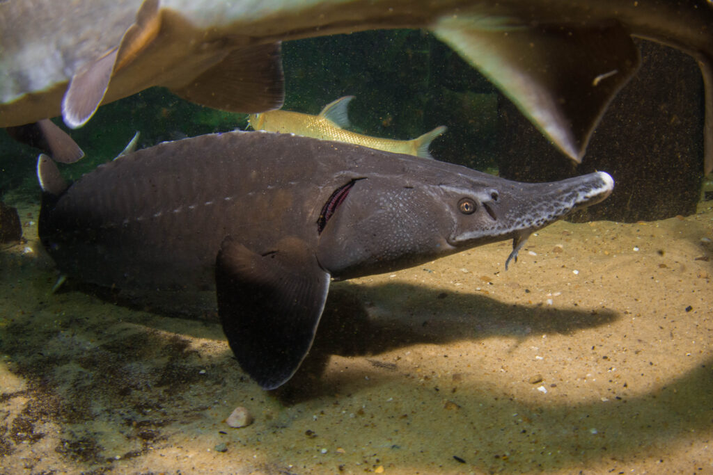 Siberian Sturgeon