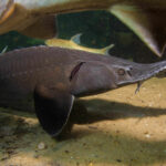 Siberian Sturgeon