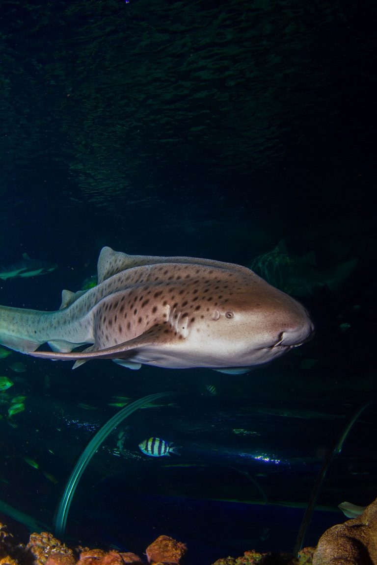 Zebra Shark profile