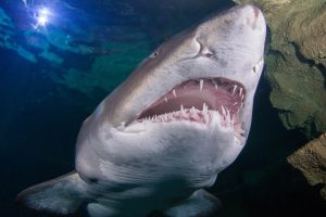 Sand Tiger Shark