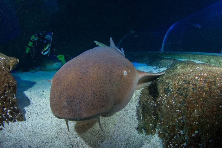 Nurse shark head on