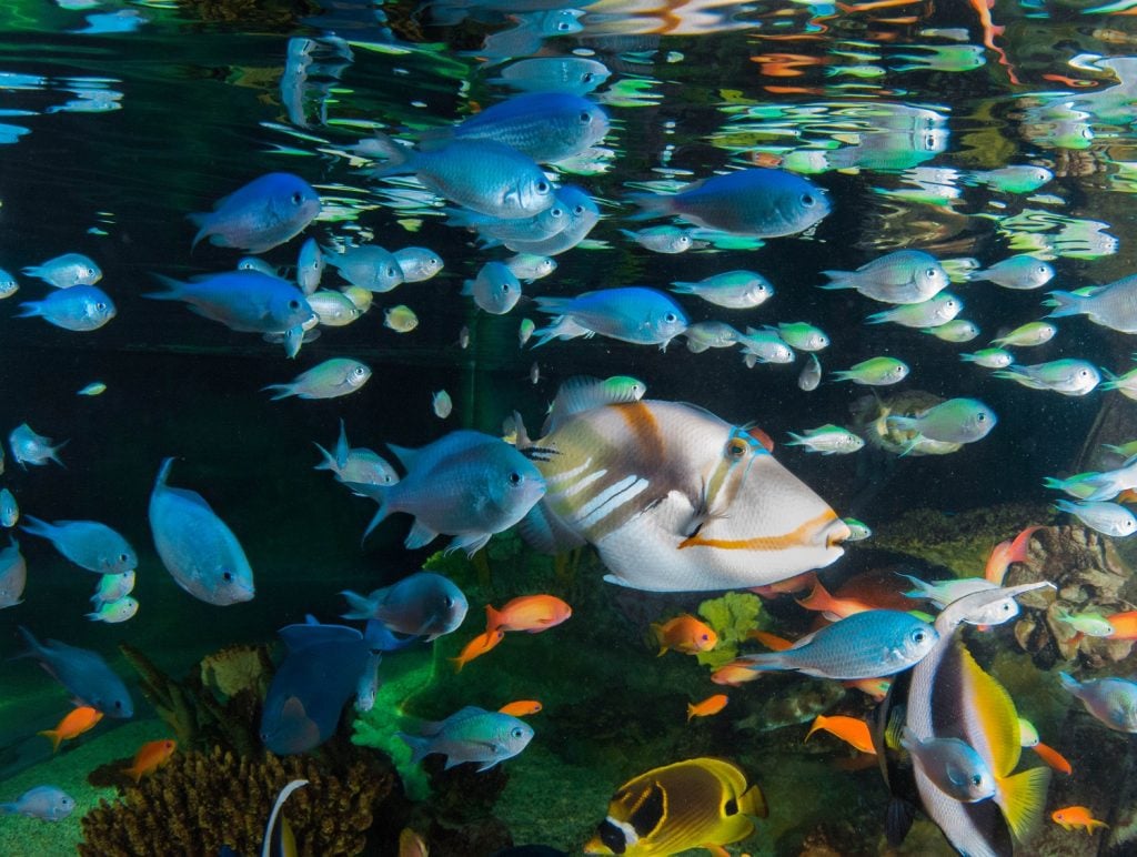 Picasso triggerfish with damselfish