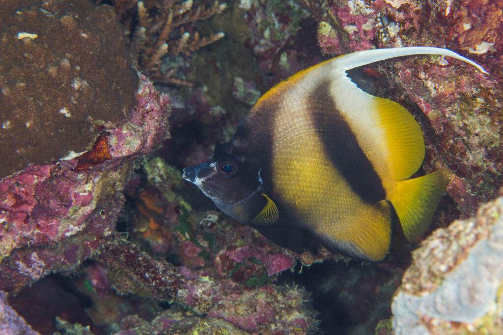 Butterflyfish