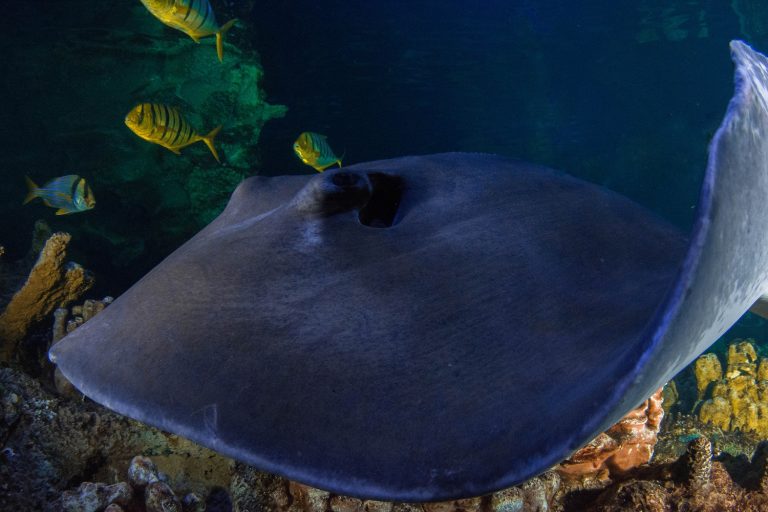 Southern Atlantic Stingray