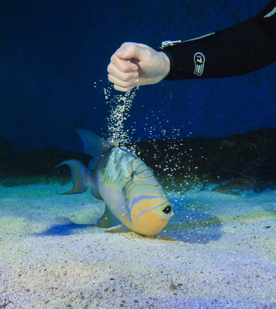 Freddie the Queen Triggerfish getting a sand shower