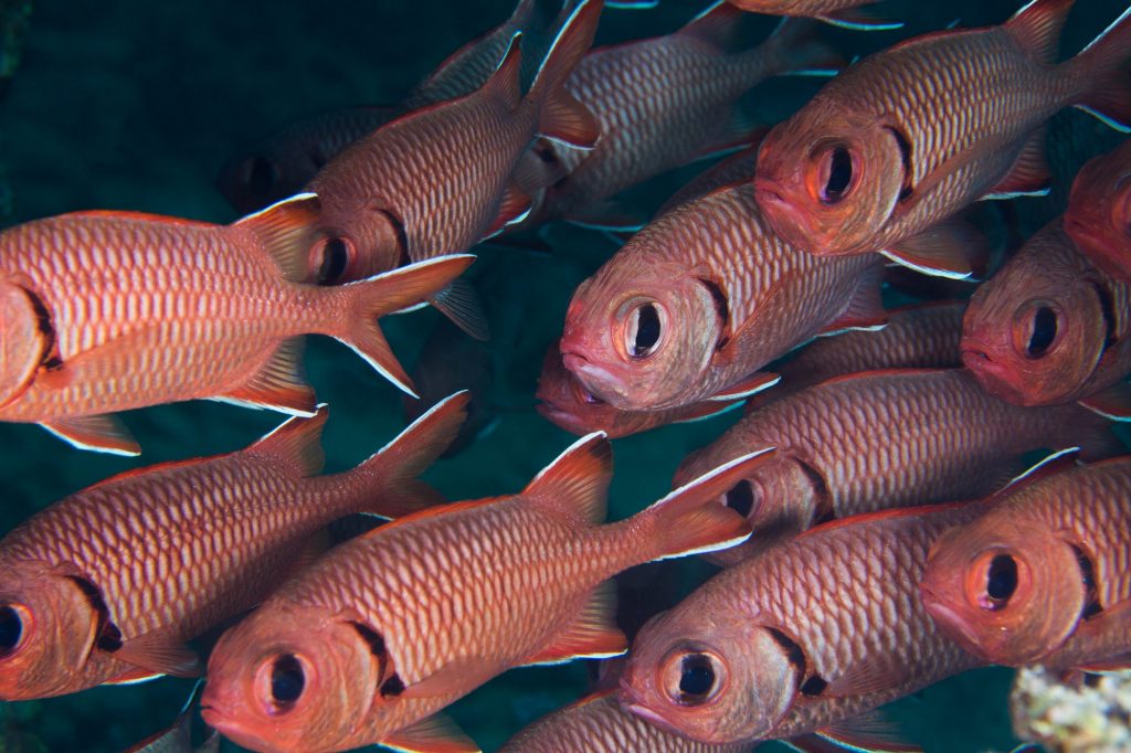 Splotch eye soldier fish school