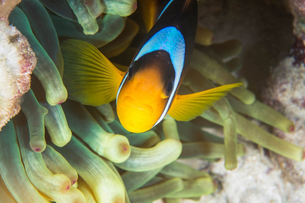 Clownfish in anemone