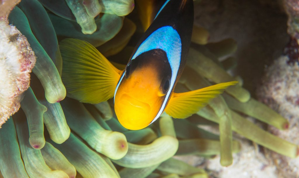 Clownfish in anemone