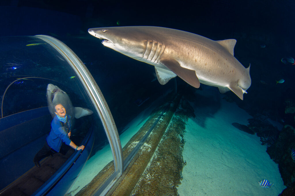 Person excited about sharks