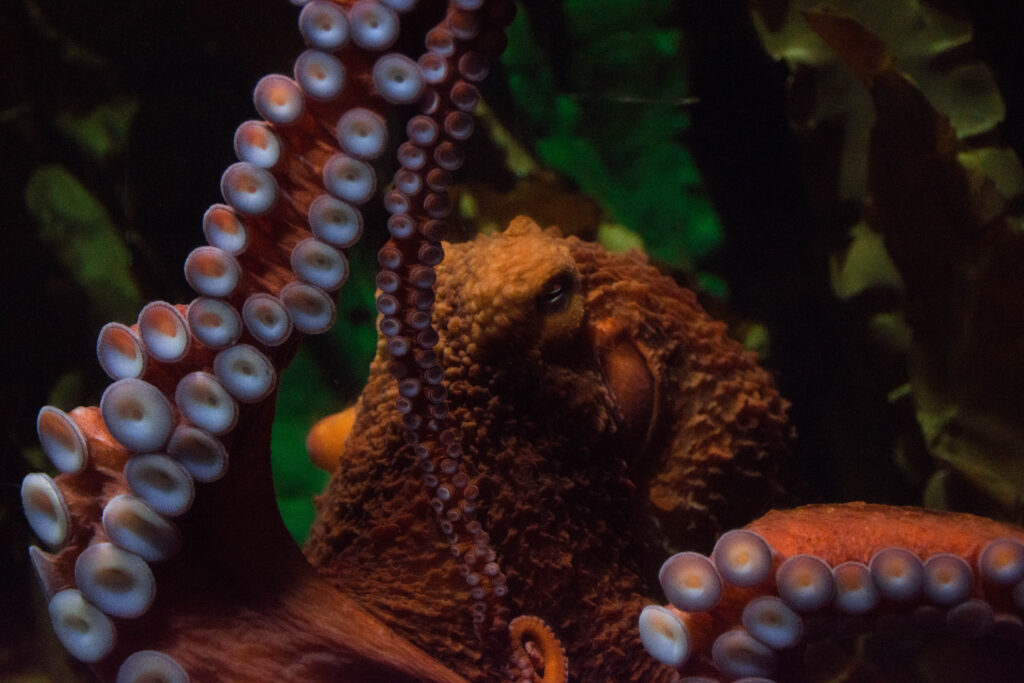 Giant Pacific Octopus