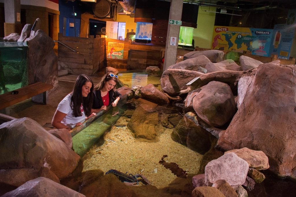 Visitors at Rock Pool exhibit with Lobster