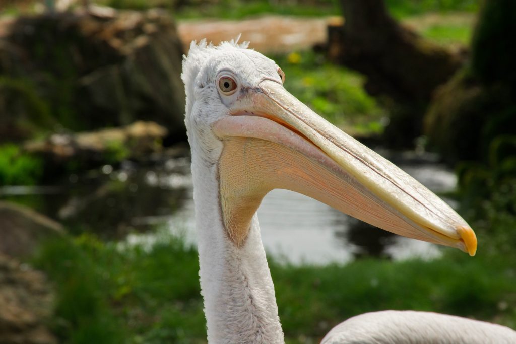 Dalmatian Pelican face