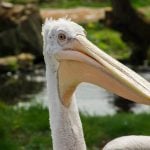 Dalmatian Pelican face