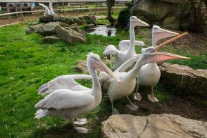 Feeding time for Dalmatian Pelicans