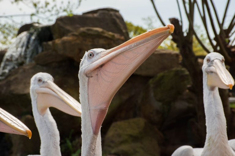 Dalmatian Pelican Beak