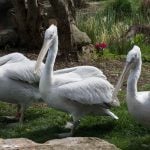 Dalmatian Pelicans