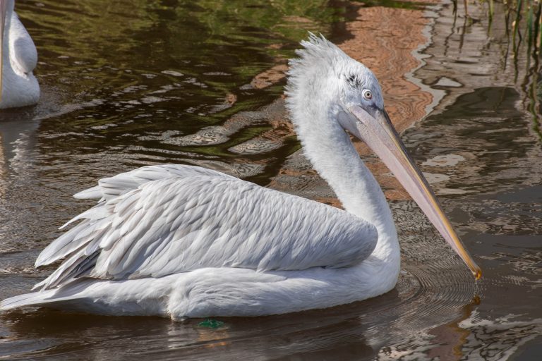 Dalmatian Pelican