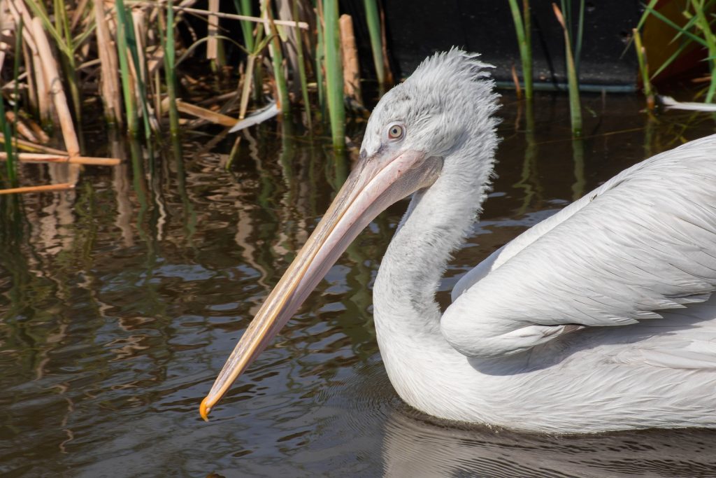 Dalmatian Pelican