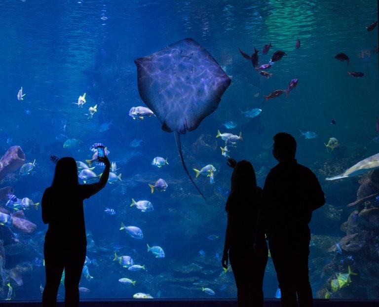 Stingray at Aquatheatre in front of visitors