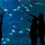 Visitors pointing at Stingray in Aquatheatre window