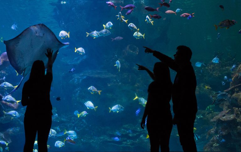 Visitors pointing at Stingray in Aquatheatre window