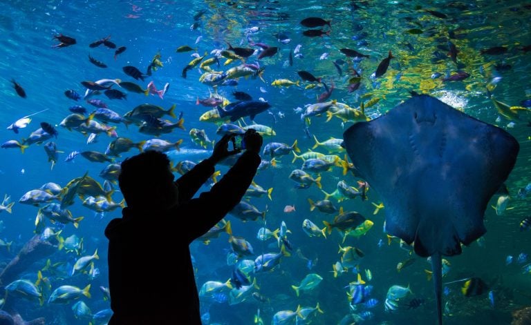 Visitor taking photo of Stingray on aquatheatre window