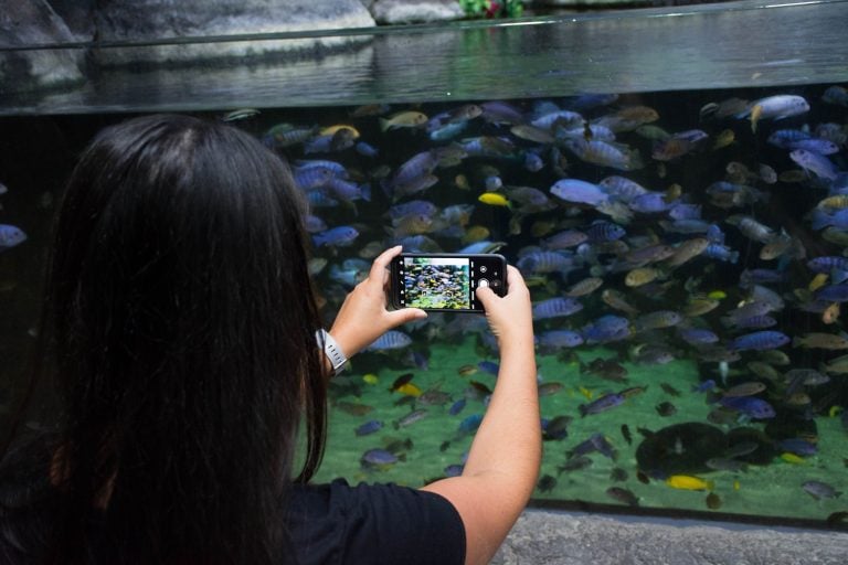 Visitor taking picture of chiclids