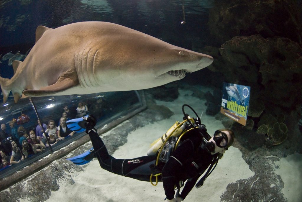 Sand Tiger Shark swimming above diver