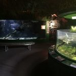 flooded forest exhibit