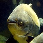 Large black pacu