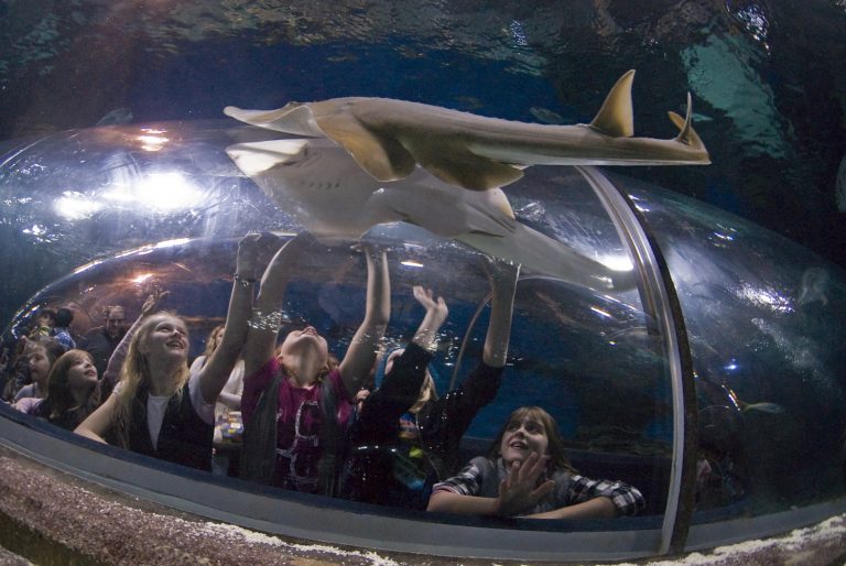 Guitarfish swimming over