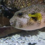 Stars and stripes pufferfish