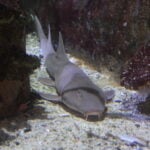 Arabian Bamboo Shark