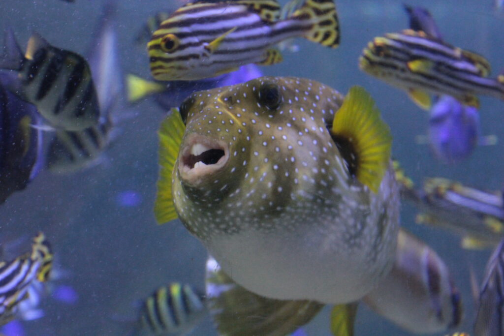 Stars and stripes pufferfish showing teeth