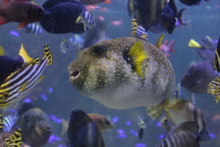 Stars and stripes pufferfish in coral cave exhibit