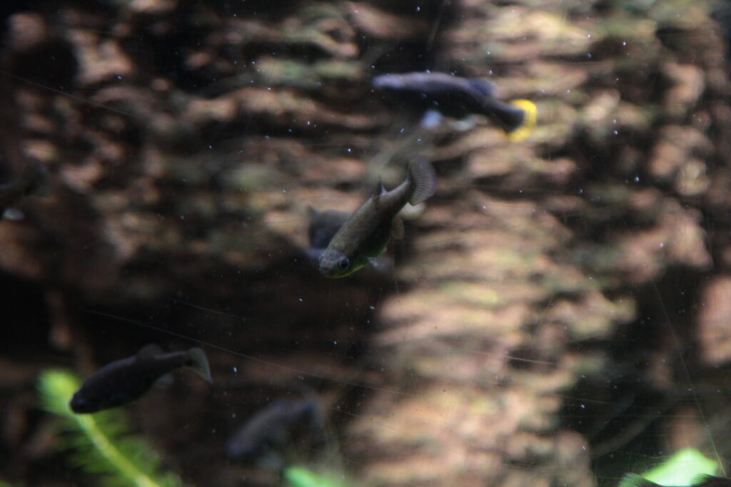 Tequila Splitfin