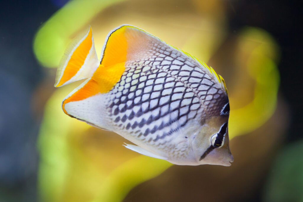 butterflyfish