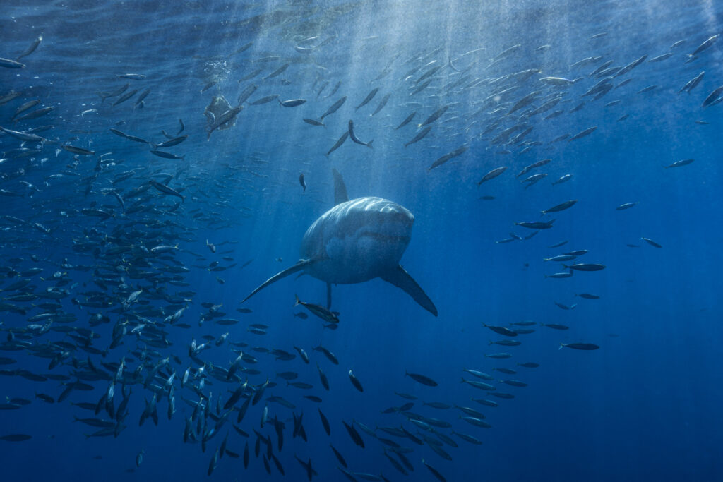 A white shark swimming through a school of mackerel in the Pacific ocean